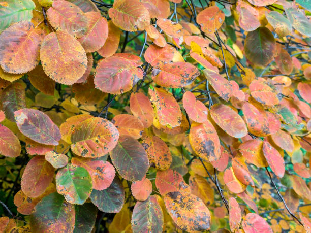 istock autumnal background with colorful leaves of a beech tree 1179497845