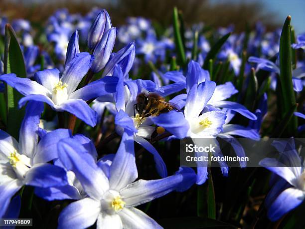 Chionodoxa Luciliae Mit Biene Stockfoto und mehr Bilder von Biene - Biene, Blau, Blume