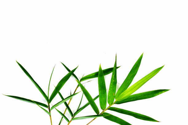 istock Fresh green bamboo leaves isolated on white background 1179499530