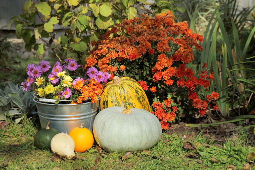 composition of different pumpkins and flowers on a flower bed in autumn