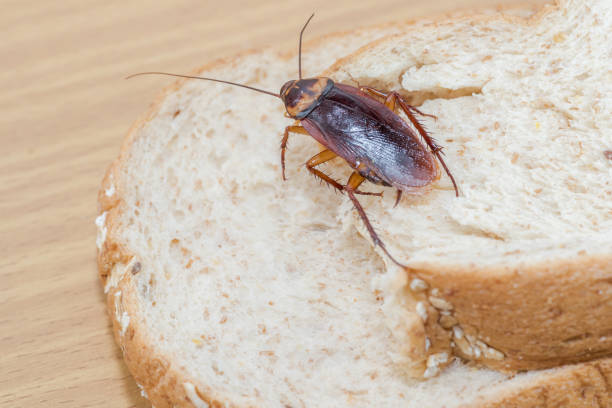 istock Close up of cockroach on a Whole wheat bread 1179502925