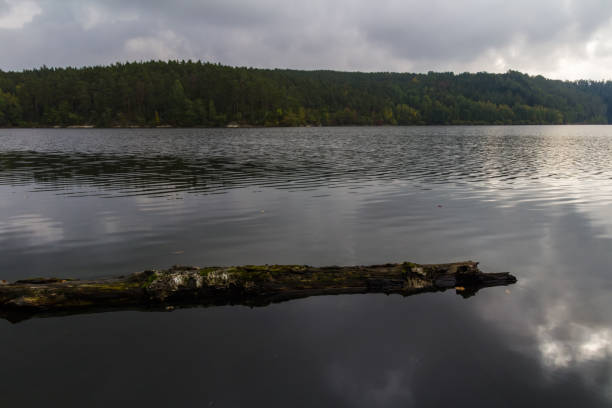 istock Dark fall trees in czech landscape on dam Rimov with tree on water 1179503599