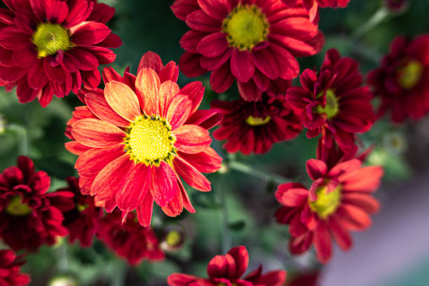 istock chrysanthemum flowers blooming in the field 1179503975