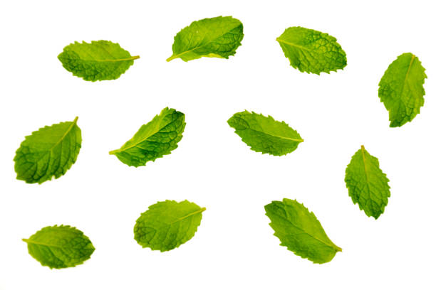 istock Set of fresh mint leaves on isolated white background 1179504740
