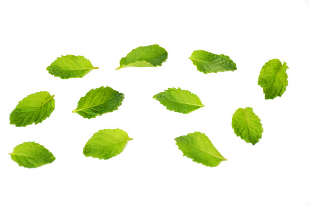 istock Set of fresh mint leaves on isolated white background 1179504741