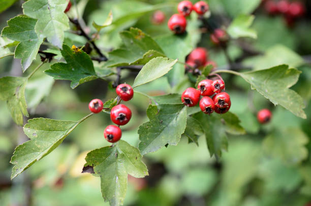 Hawthorn berries on a branch in autumn day close-up