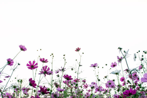 istock Cosmos flowers isolated on white background 1179505172