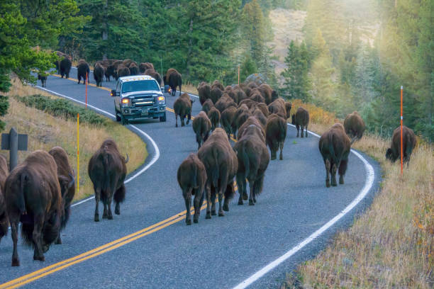 A vehicle stopped while a herd of large bison walk past it on a highway in the Lamar Valley, Yellowstone National Park.