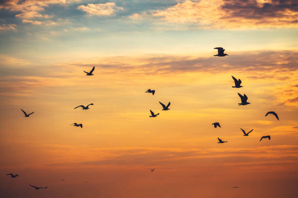 istock Flying seagulls and water birds over the sea waves on sunrise with dramatic clouds 1179507914