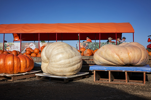 Gervais, Oregon, USA - Oct 5, 2019: Giant pumpkins seen on display in Bauman's Farm in Gervais, Oregon.