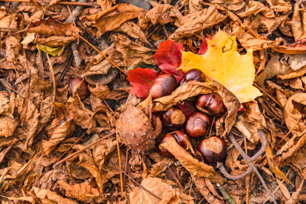 istock chestnuts in yellow leaves on the ground overhead view 1179509449