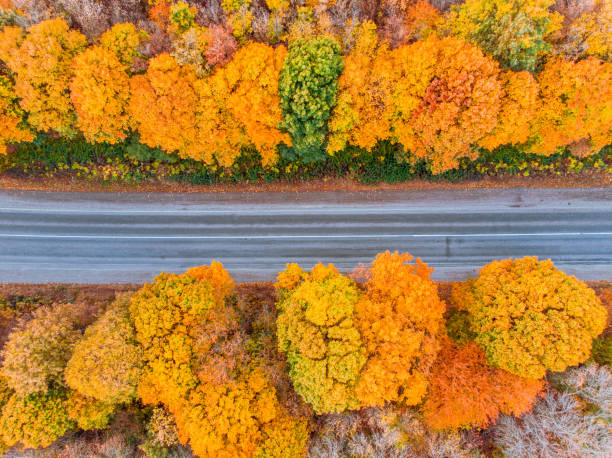 istock aerial view of autumn highway in forest copy space 1179510099