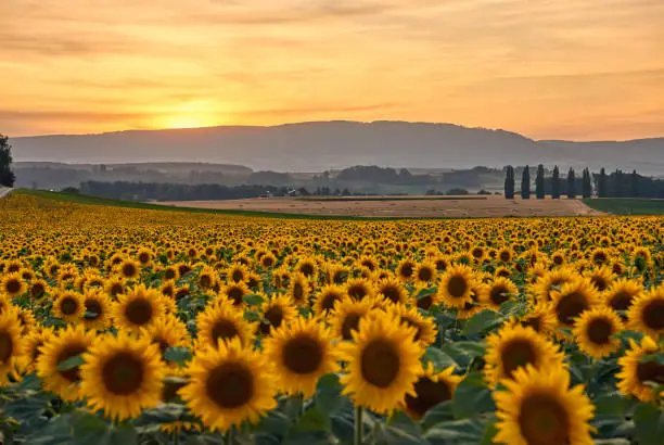 Sunflower fields at sunset sunlight.