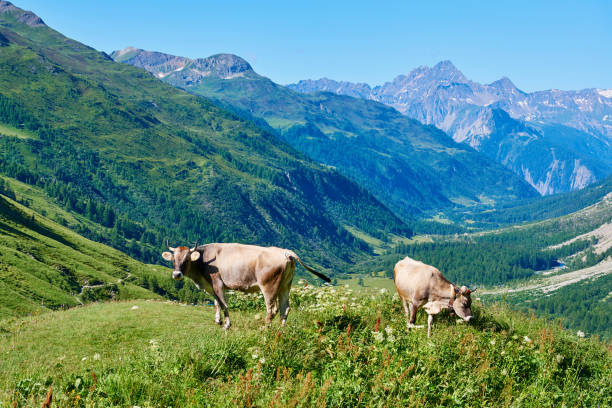 Brown cows on grass in Alps village, Grabs, Werdenberg, St. Gallen Switzerland