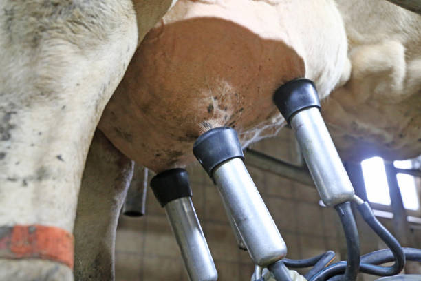istock Milking a cow with milking machine 1179510258