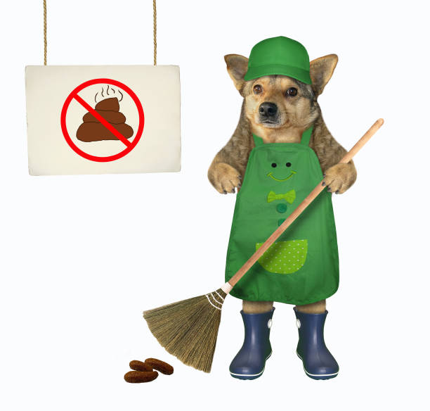 Dog cleaning up the poop 2