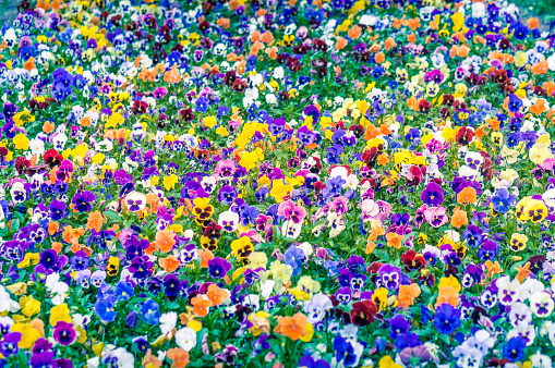 Field of colorful pansies in summer, natural pattern background