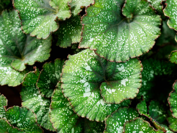 plant, leaf, Alternative Medicine, Backgrounds, Beauty In Nature, pyrenean violet,African Violet, Animal Wildlife, Arboretum, Beauty, begonia, Flower, Tuber