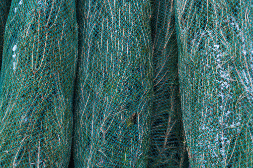 Christmas trees wrapped in netting are on the market for sale. Preparing for the holiday