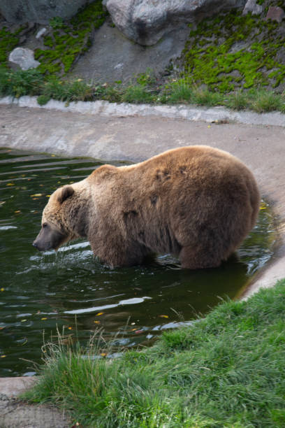 istock bear in the zoo. animal day 1179513811