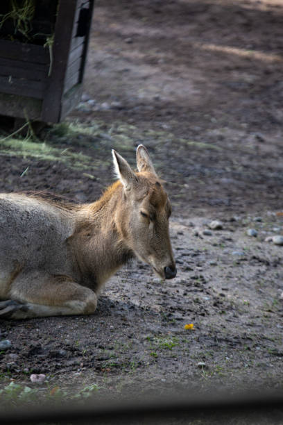 istock Pere David's deer (elaphus davidanus) in zoo 1179513983