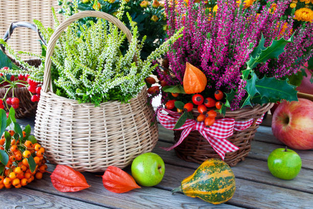 decoración casera de otoño con calabazas - ornamental garden europe flower bed old fashioned fotografías e imágenes de stock