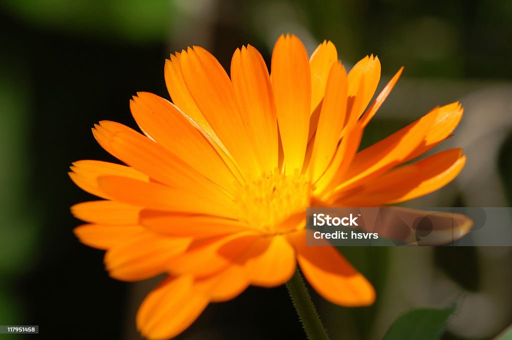 orange bem-me-quer - Foto de stock de Amarelo royalty-free