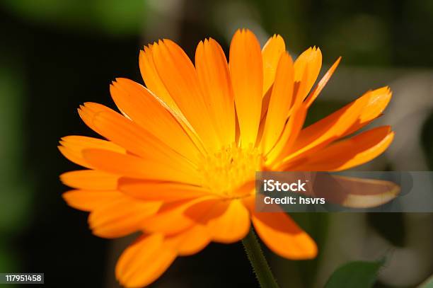 Foto de Orange Bemmequer e mais fotos de stock de Amarelo - Amarelo, Arbusto, Bem-me-quer