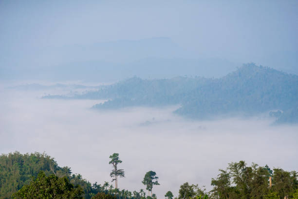 istock Mist in the big forest With a fresh, green atmosphere 1179515401