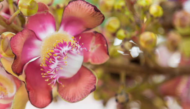 istock Sala flowers, important flower in Buddhist history 1179515433
