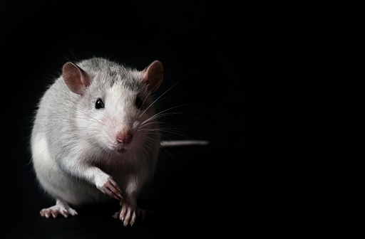 Young gray rat isolated on black background. Rodent pets. Domesticated rat close up. The rat is looking at the camera