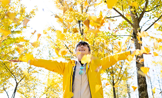 Woman throwing ginkgo tree leaves in autumn.