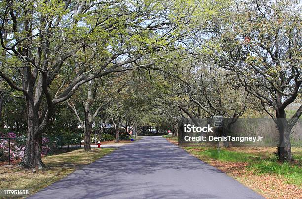 Foto de Colorido Road e mais fotos de stock de Ajardinado - Ajardinado, Beleza natural - Natureza, Carolina do Sul