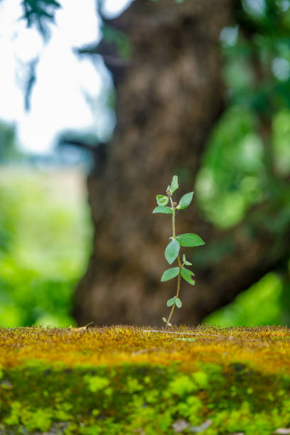 istock Green plant on house wall compound 1179516718