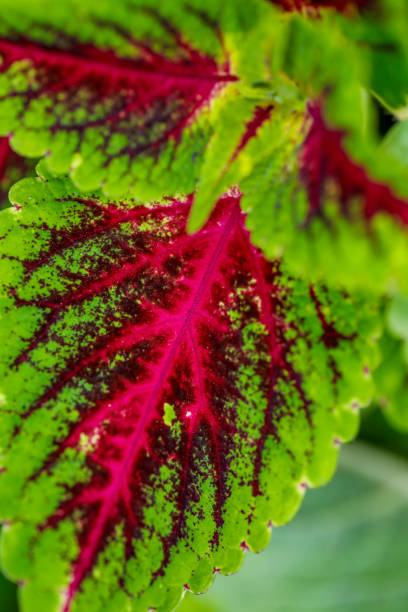 istock Green and red color leaf in the park 1179516950