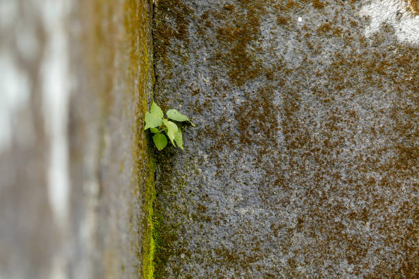Green plant on house wall compound