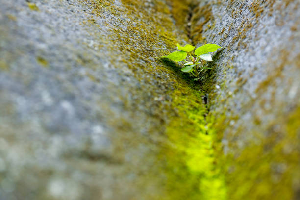 Green plant on house wall compound