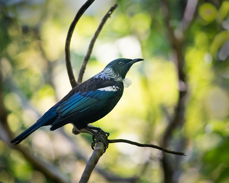 Tui bird perched on a tree branch at Tiritiri Matangi Island