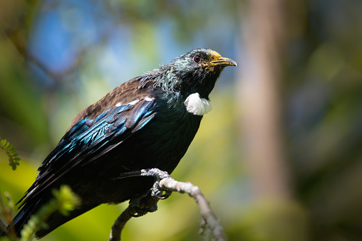 Tui bird perched on a tree branch on Tiritiri Matangi Island