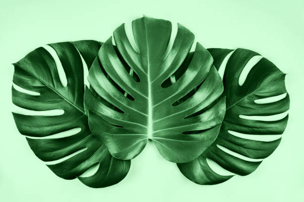 istock Three tropical jungle monstera leaves isolated on mint background. 1179518045