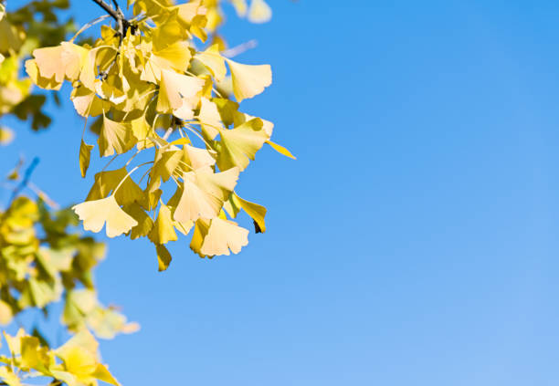 istock Ginkgo tree branch with yellow leaves 1179519024