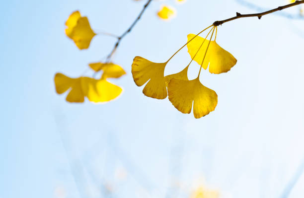 rama del árbol de ginkgo con hojas amarillas - autumn blue botany clear sky fotografías e imágenes de stock
