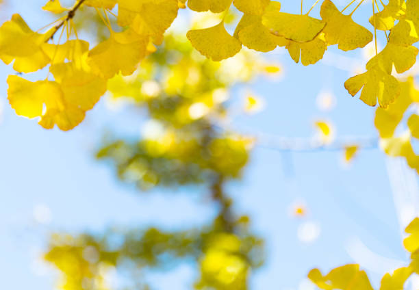 istock Ginkgo tree branch with yellow leaves 1179519589