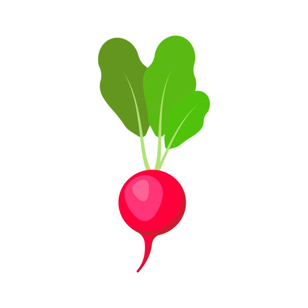 illustrazioni stock, clip art, cartoni animati e icone di tendenza di ravanello isolato su sfondo bianco. illustrazione vettoriale. - beet common beet isolated red