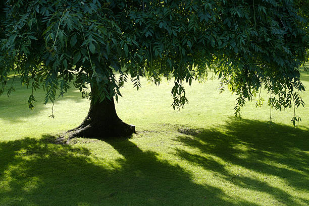 summer tree - penombra foto e immagini stock