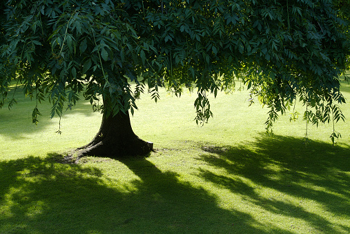 spring scene with willow trees an a cloudless blue sky