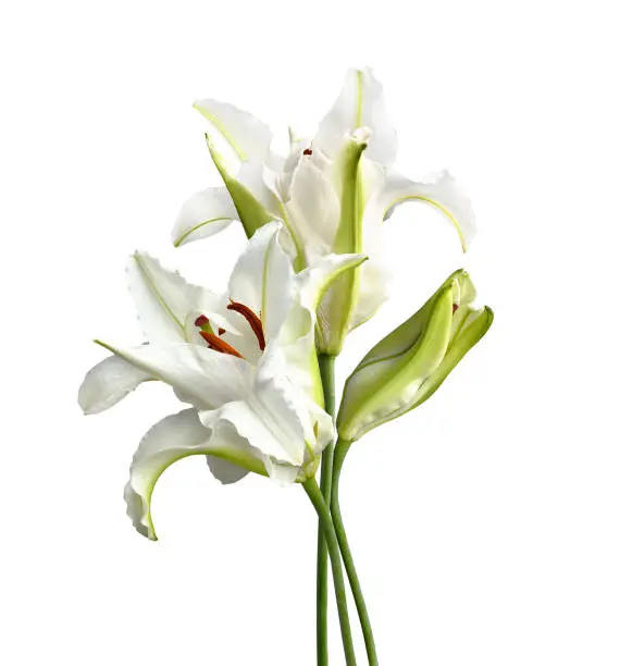 Photo of Lily flower and bud in a bouquet