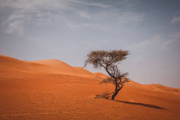 Lonely tree growing in the dry desert of Oman. Wahiba Sands Desert, Oman, Middle East.