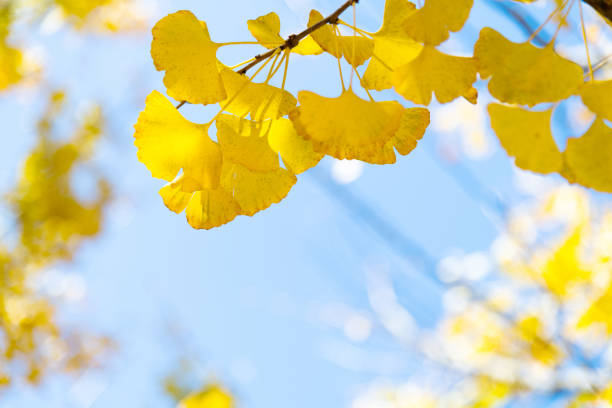 黄色い葉のイチョウの枝 - autumn blue botany clear sky ストックフォトと画像