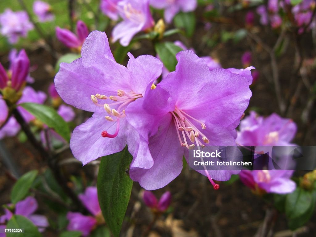 Rosa Rhododendron - Lizenzfrei Blüte Stock-Foto